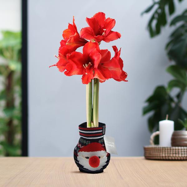 No Water Flowers® (wax amaryllis) | Fashionz Xmas Fun Classic – Santa + Red flower