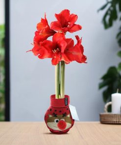 No Water Flowers® (wax amaryllis) | Fashionz Xmas Fun Classic – Reindeer + Red flower