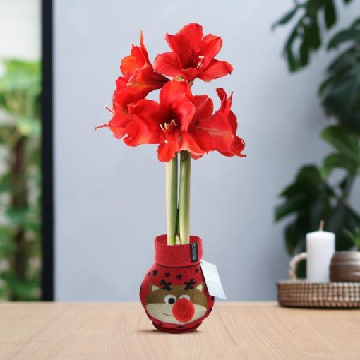 No Water Flowers® (wax amaryllis) | Fashionz Xmas Fun Classic - Reindeer + Red flower