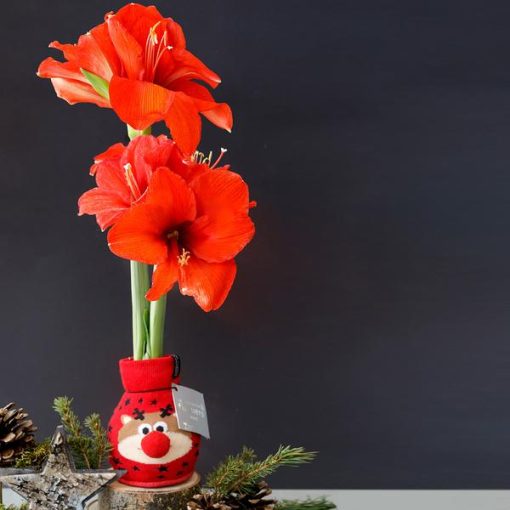 No Water Flowers® (wax amaryllis) | Fashionz Xmas Fun Classic - Reindeer + Red flower – Bild 3