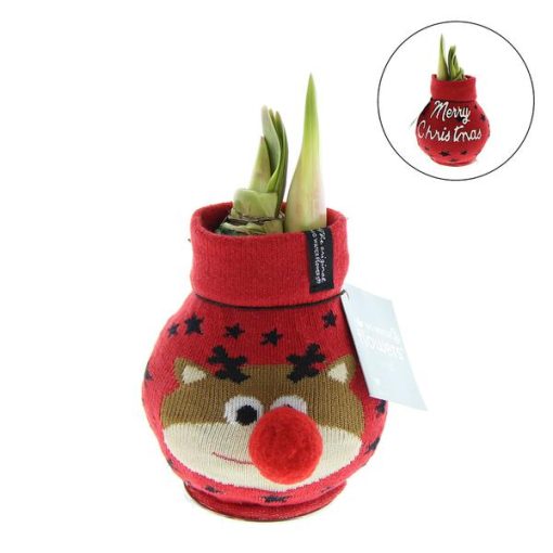 No Water Flowers® (wax amaryllis) | Fashionz Xmas Fun Classic - Reindeer + Red flower – Bild 4