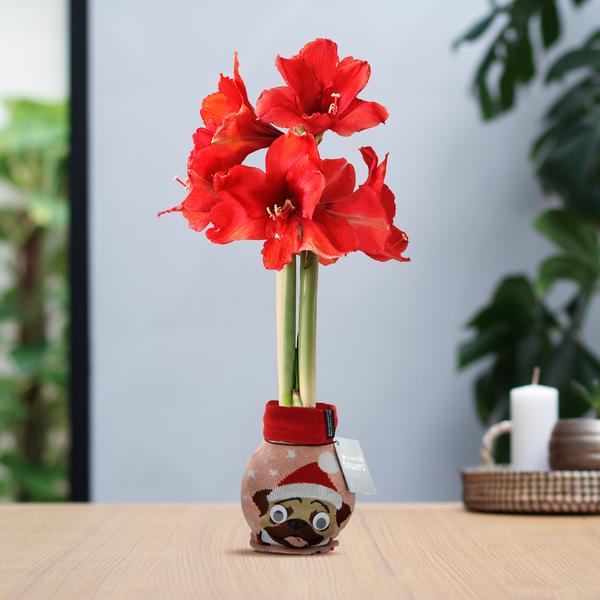 No Water Flowers® (wax amaryllis) | Fashionz Xmas Fun Silly – Dog + Red flower