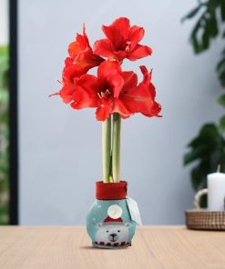 No Water Flowers® (wax amaryllis) | Fashionz Xmas Fun Silly – Ice Bear + Red flower