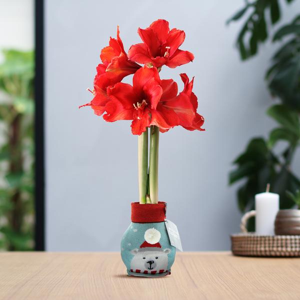 No Water Flowers® (wax amaryllis) | Fashionz Xmas Fun Silly – Ice Bear + Red flower