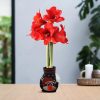 No Water Flowers® (wax amaryllis) | Fashionz Xmas Fun Silly – Rudolp Blue + Red flower