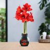 No Water Flowers® (wax amaryllis) | Fashionz Xmas Fun Silly – Rudolp Green + Red flower