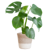 Monstera Deliciosa mit Lissabon Korb weiß- 50cm – Ø17