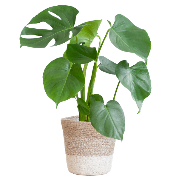 Monstera Deliciosa mit Lissabon Korb weiß- 50cm – Ø17