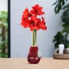 No Water Flowers® (wax amaryllis) | Fashionz Nordic – Red + Red flower