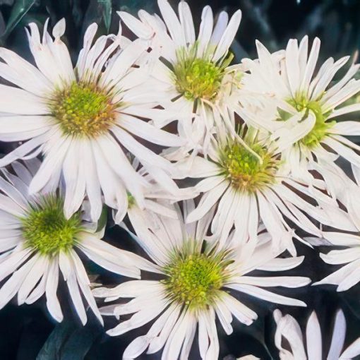 Aster ageratoides 'Ashvi' - ↕25cm - Ø9cm - 20x – Bild 5