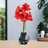 No Water Flowers® (wax amaryllis) | Fashionz Nordic – Green + Red flower