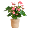 Anthurium Pink Explosion mit naturfarbenem Korb – 55cm – Ø17