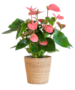 Anthurium Pink Explosion mit naturfarbenem Korb – 55cm – Ø17