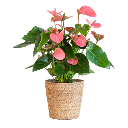 Anthurium Pink Explosion mit naturfarbenem Korb - 55cm - Ø17