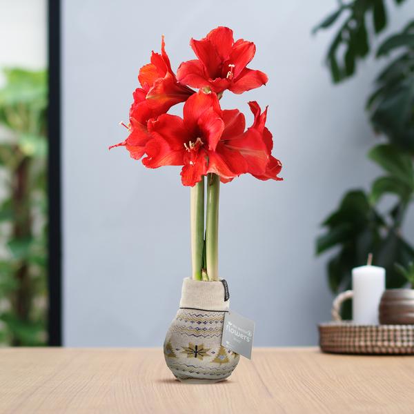 No Water Flowers® (wax amaryllis) | Fashionz Nordic – Beige + Red flower