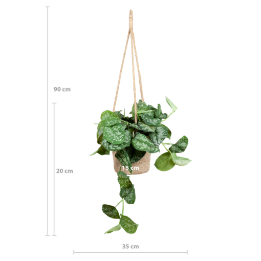 Scindapsus Pictus mit Hängetopf Oviedo natur - 25cm - Ø16 – Bild 2