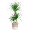 Dracaena Marginata mit weißem Lissabon-Korb – 95 cm – Ø21