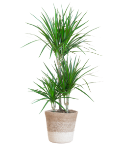 Dracaena Marginata mit weißem Lissabon-Korb – 95 cm – Ø21