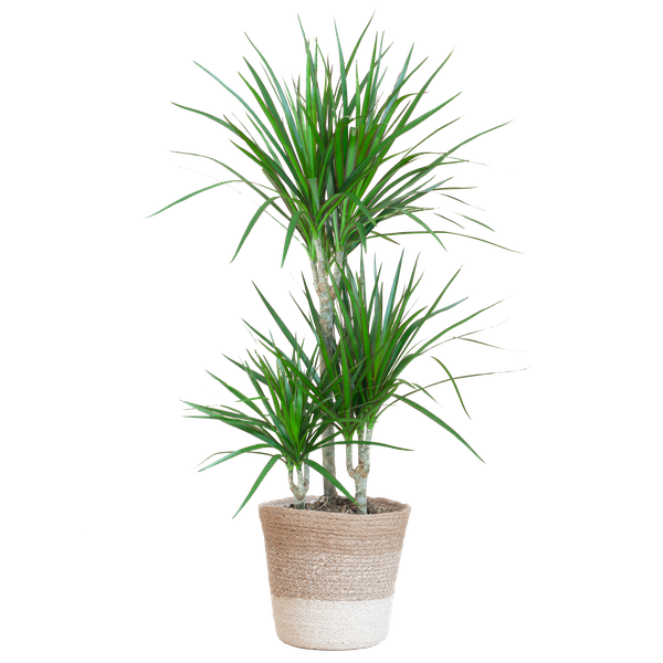 Dracaena Marginata mit weißem Lissabon-Korb – 95 cm – Ø21