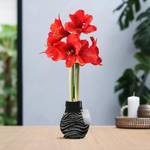 No Water Flowers® (wax amaryllis) | Fashionz Animal - Zebra + Red flower