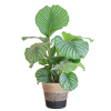 Calathea Orbifolia mit Lissabon-Korb schwarz – 65cm – Ø21