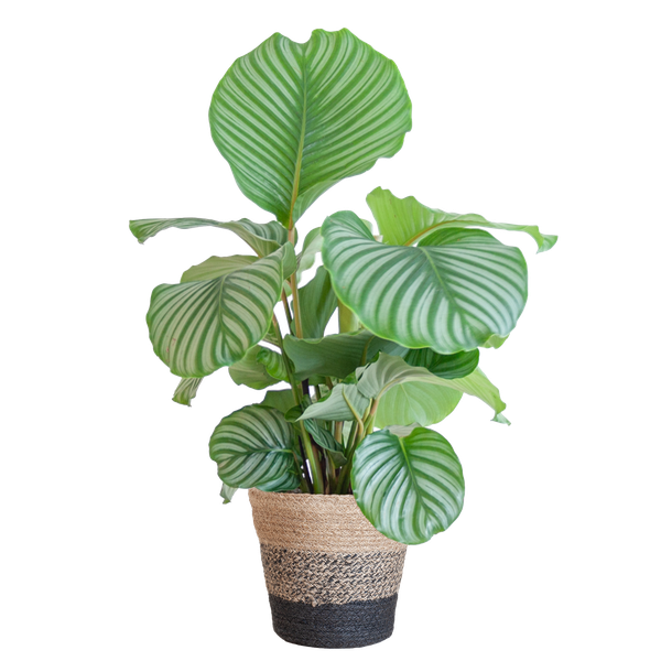 Calathea Orbifolia mit Lissabon-Korb schwarz – 65cm – Ø21