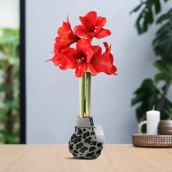 No Water Flowers® (wax amaryllis) | Fashionz Animal – Leopard + Red flower