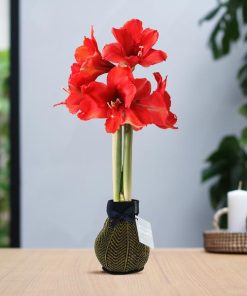 No Water Flowers® (wax amaryllis) | Fashionz Elegant – Gold + Red flower