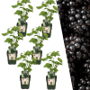 6 x Brombeerenpflanzen BIO – Ø 13 cm – ↨ 20 cm