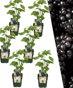 6 x Brombeerenpflanzen BIO – Ø 13 cm – ↨ 20 cm