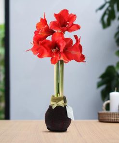 No Water Flowers® (wax amaryllis) | Fashionz Elegant – Bordeaux + Red flower