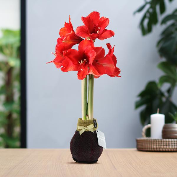 No Water Flowers® (wax amaryllis) | Fashionz Elegant – Bordeaux + Red flower