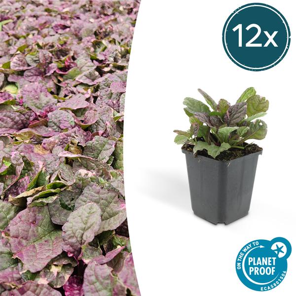 Ajuga reptans ‚Burgundy Glow‘ – ↕25cm – Ø9cm – 12x