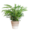 Calathea Rufibarba mit Korb Lissabon weiß – 55cm – Ø17