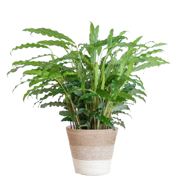 Calathea Rufibarba mit Korb Lissabon weiß – 55cm – Ø17