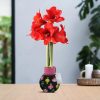 No Water Flowers® (wax amaryllis) | Fashionz Patterns Disco – Black + Red flower