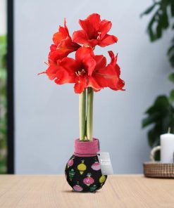 No Water Flowers® (wax amaryllis) | Fashionz Patterns Disco – Black + Red flower