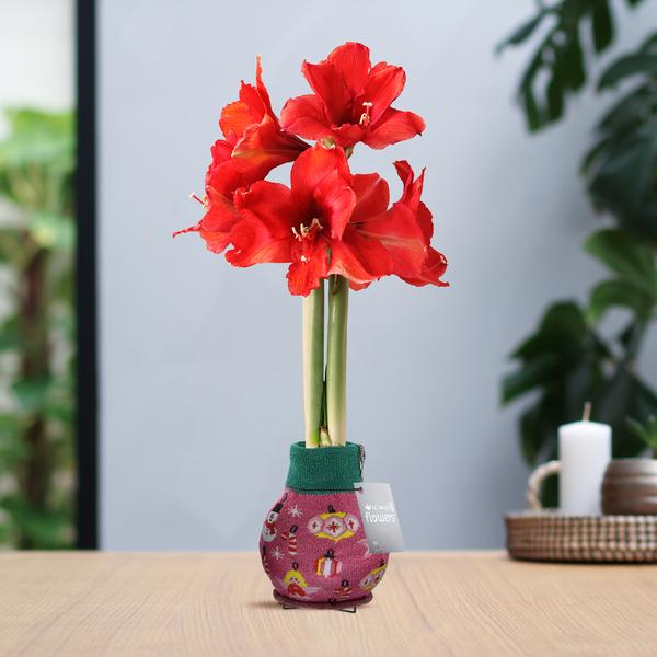 No Water Flowers® (wax amaryllis) | Fashionz Patterns Disco – Pink + Red flower