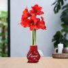 No Water Flowers® (wax amaryllis) | Fashionz Love – Red + Red flower