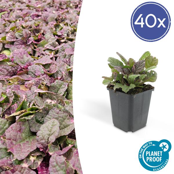 Ajuga reptans ‚Burgundy Glow‘ – ↕25cm – Ø9cm – 40x