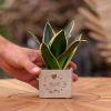 Congreetz® plantpots + Sansevieria | Veel liefs