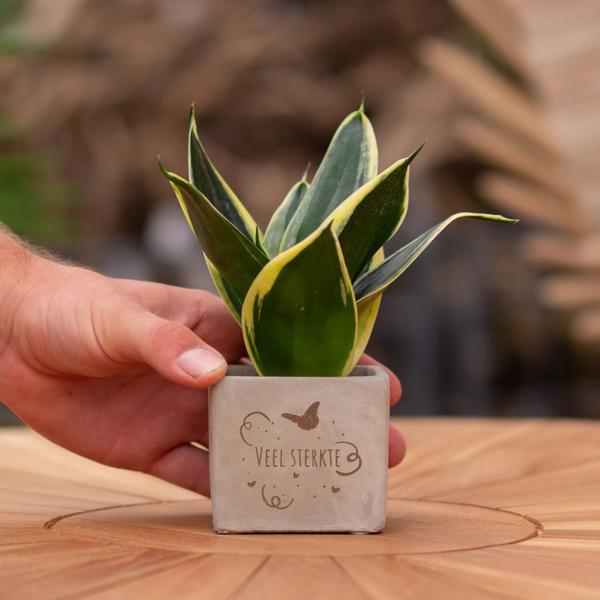 Congreetz® plantpots + Sansevieria | Veel sterkte