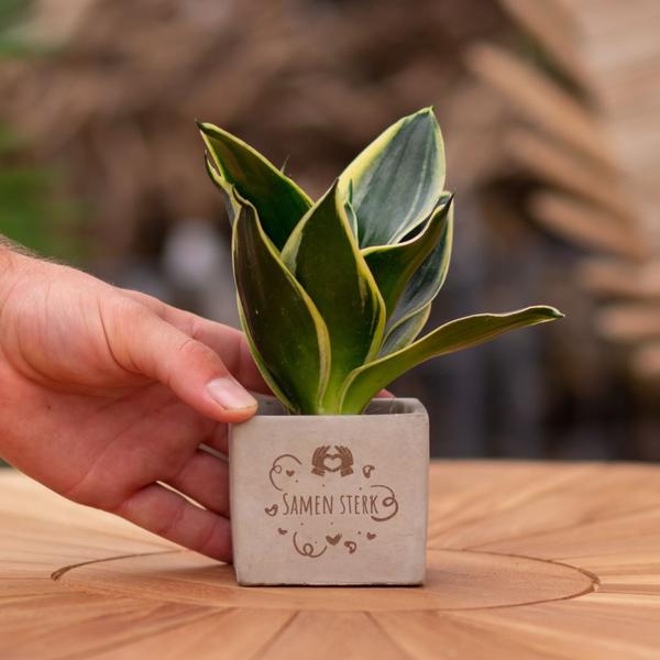 Congreetz® plantpots + Sansevieria | Samen sterk