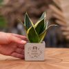 Congreetz® plantpots + Sansevieria | Bedankt zorgtopper