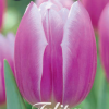 Tulipa – Triumph – Synade Blue – 7 Blumenzwiebeln – Ø12/+ cm