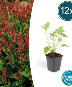 Persicaria amplexicaulis – ↕25cm – Ø9cm – 12x