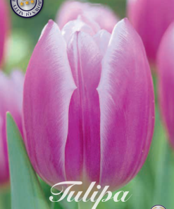 Tulipa – Triumph – Synade Blue – 7 Blumenzwiebeln – Ø12/+ cm