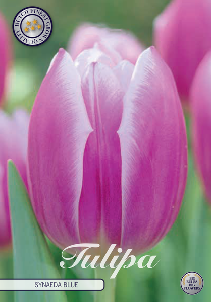 Tulipa – Triumph – Synade Blue – 7 Blumenzwiebeln – Ø12/+ cm