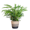 Calathea Rufibarba mit Korb Lissabon schwarz – 55cm – Ø17