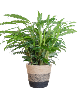 Calathea Rufibarba mit Korb Lissabon schwarz – 55cm – Ø17